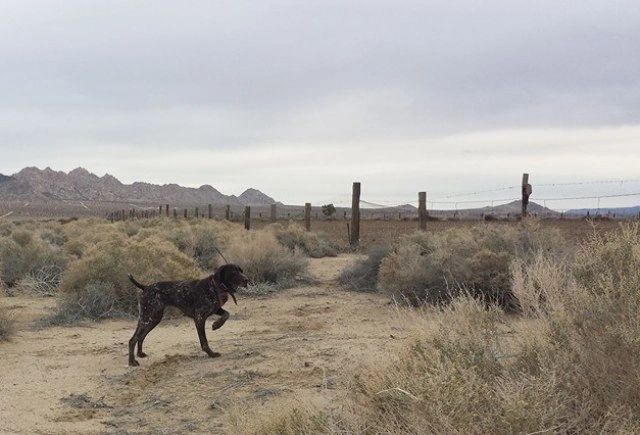 HDT'S Rez Dog "Rezzy"